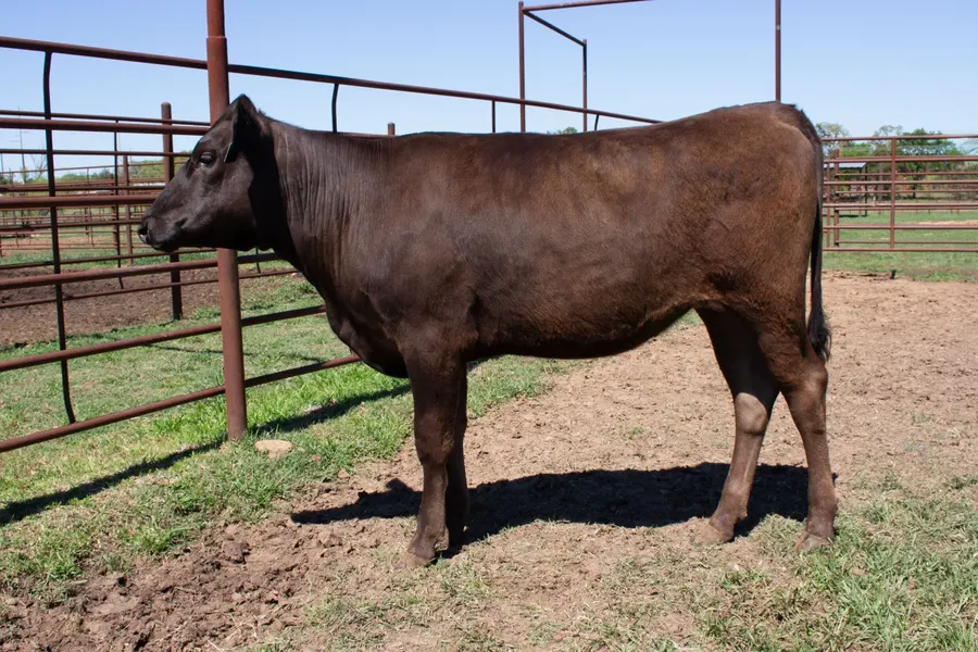 Lot 12