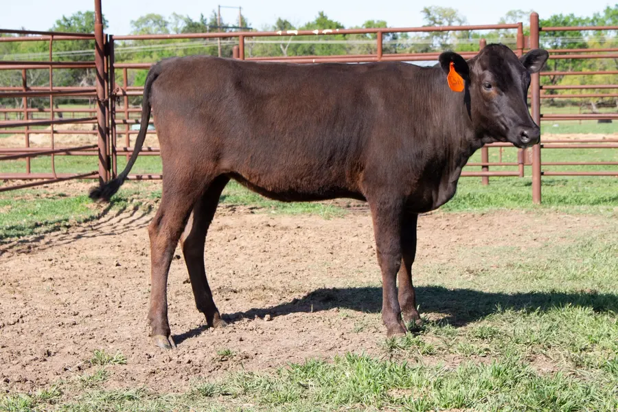 Lot 13A