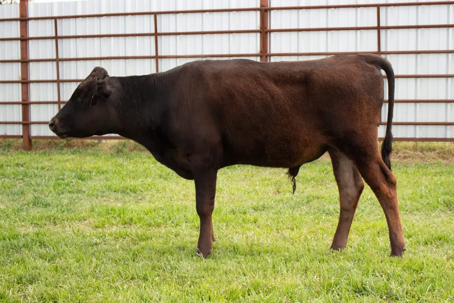 Lot 15