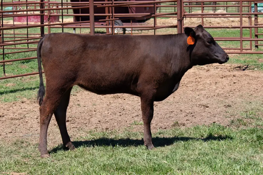 Lot 17A