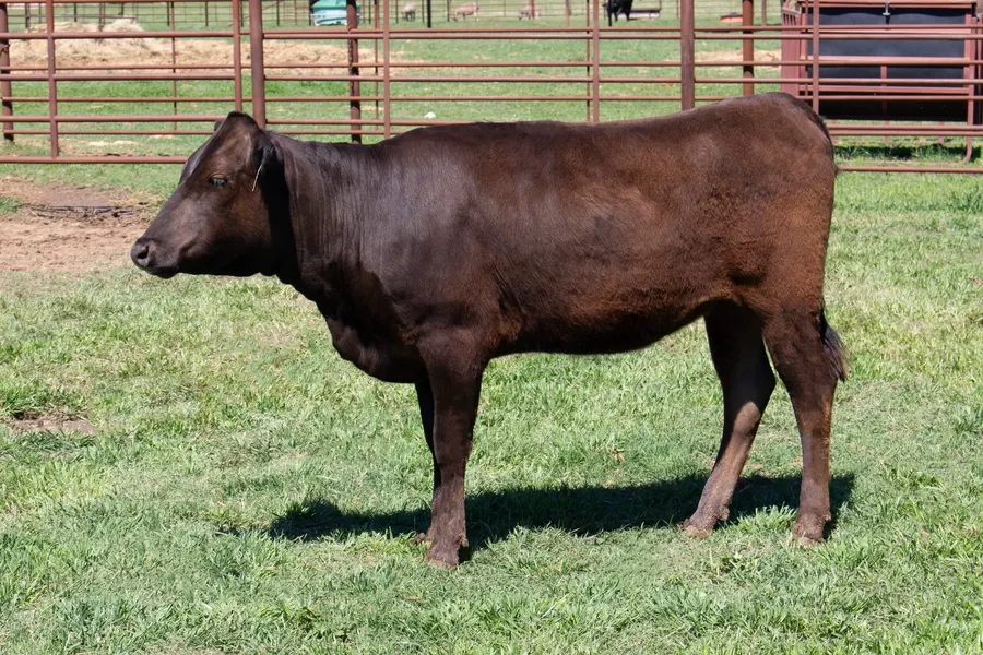 Lot 19