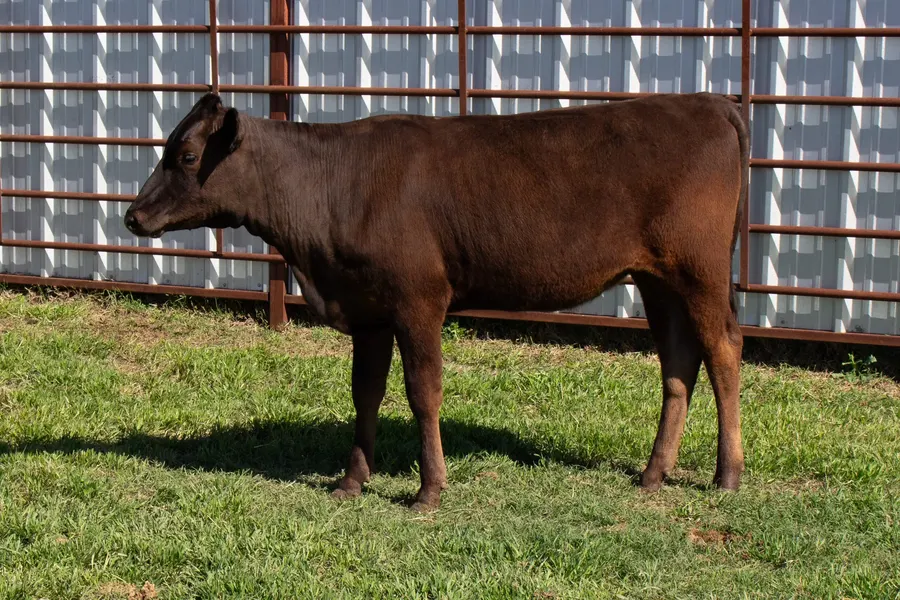 Lot 200