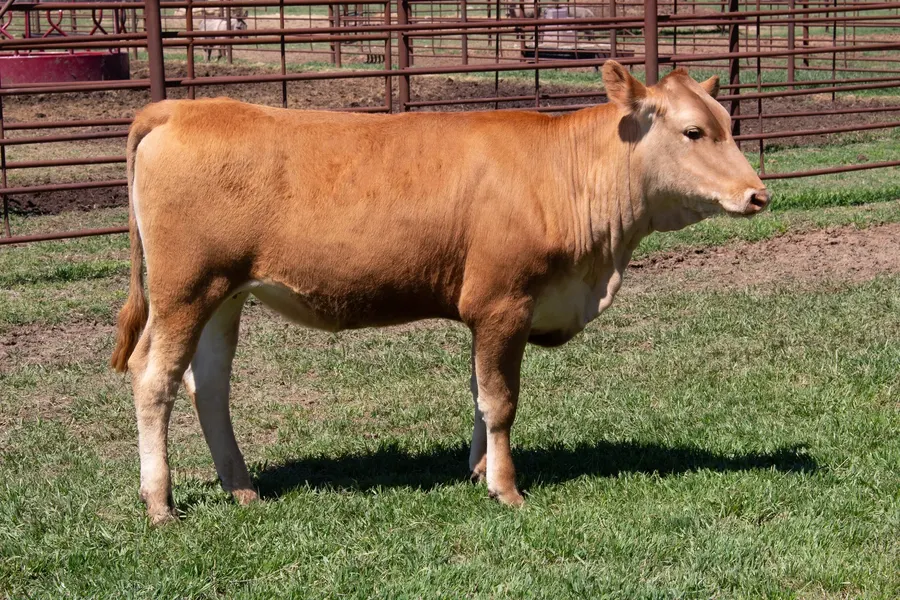 Lot 9549