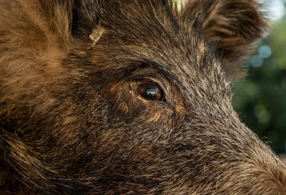 Close-up of a feral hog