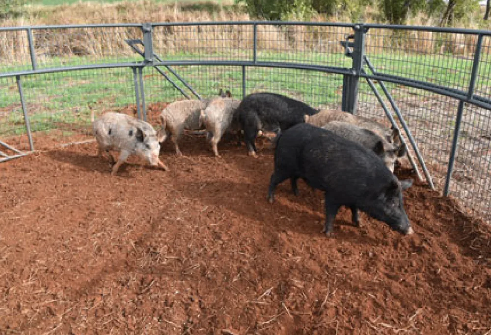 Feral hogs inside a corral trap
