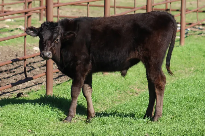 Capt America Wagyu, photo 1