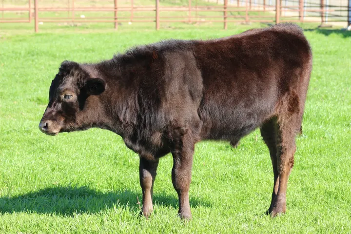 Capt America Wagyu, photo 3