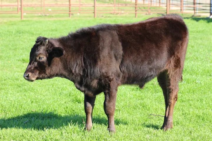 Capt America Wagyu, photo 28