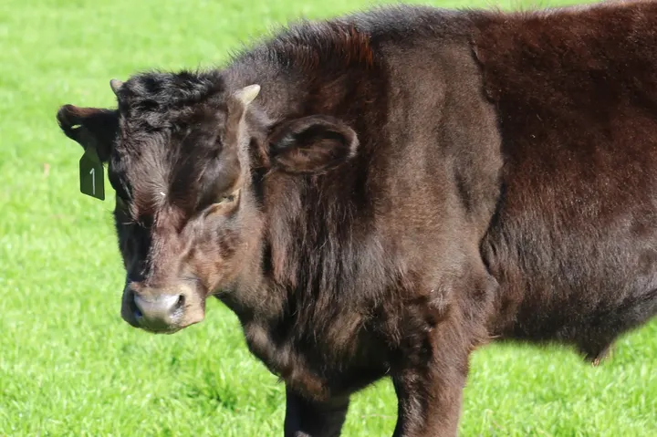 Capt America Wagyu, photo 27