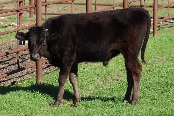 Capt America Wagyu, photo 26