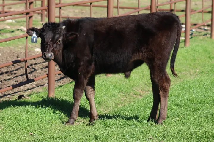 Capt America Wagyu, photo 25