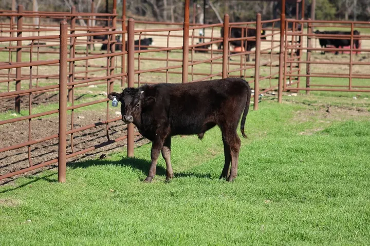 Capt America Wagyu, photo 24
