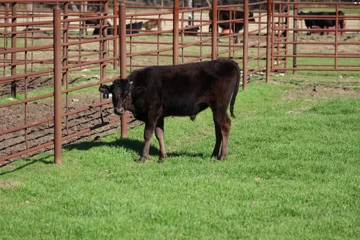 Capt America Wagyu, photo 23