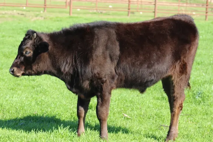 Capt America Wagyu, photo 22