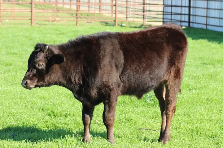 Capt America Wagyu, photo 21
