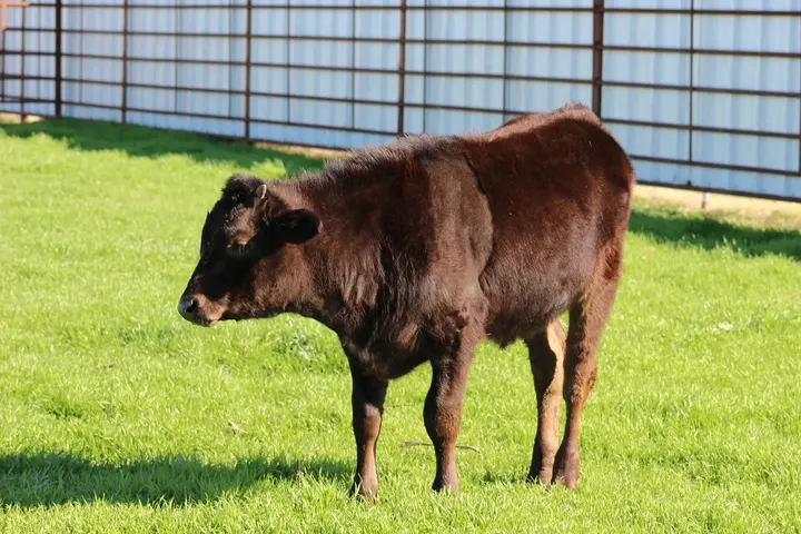 Capt America Wagyu, photo 20