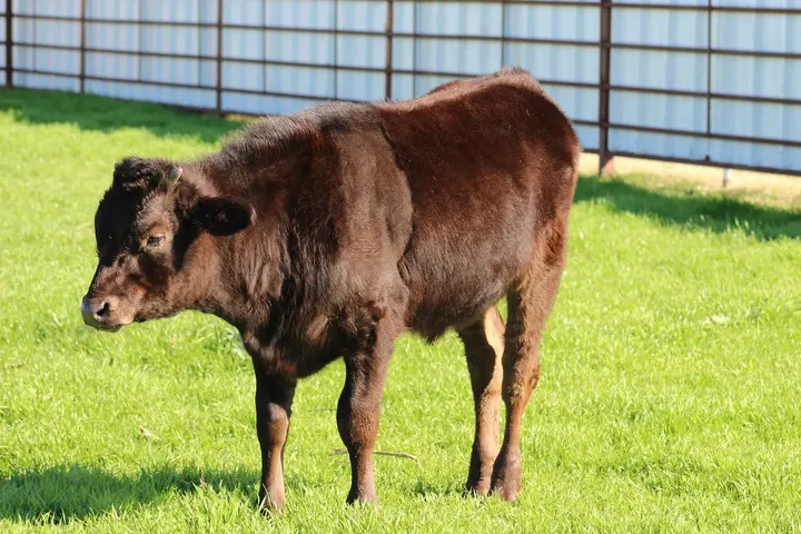 Capt America Wagyu, photo 19