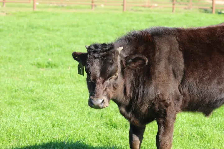 Capt America Wagyu, photo 18
