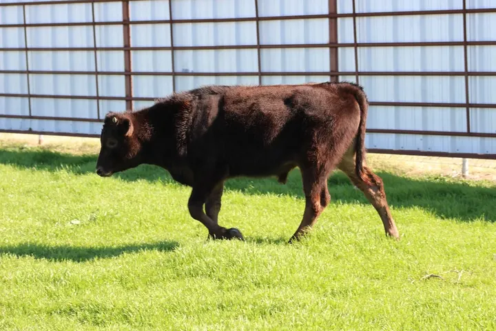 Capt America Wagyu, photo 17
