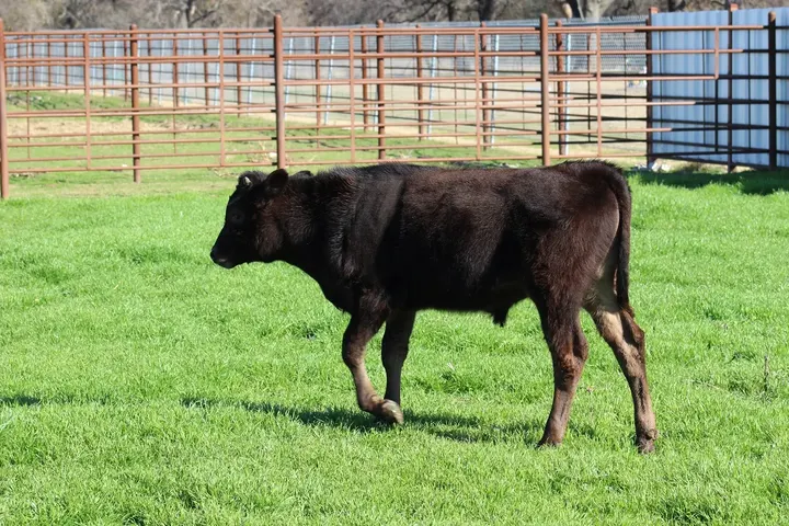 Capt America Wagyu, photo 16