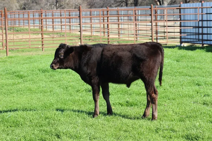 Capt America Wagyu, photo 15