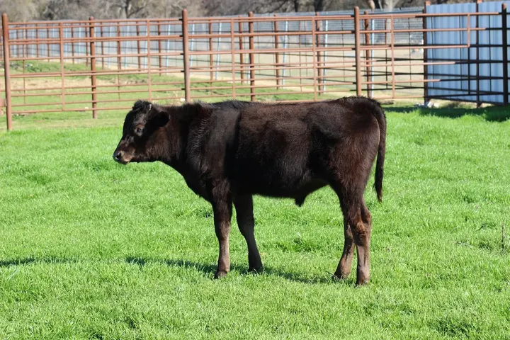 Capt America Wagyu, photo 14