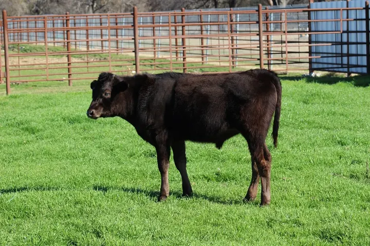 Capt America Wagyu, photo 13