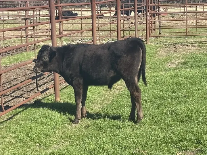 Capt America Wagyu, photo 9