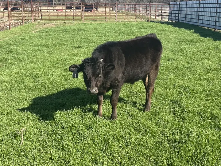 Capt America Wagyu, photo 6