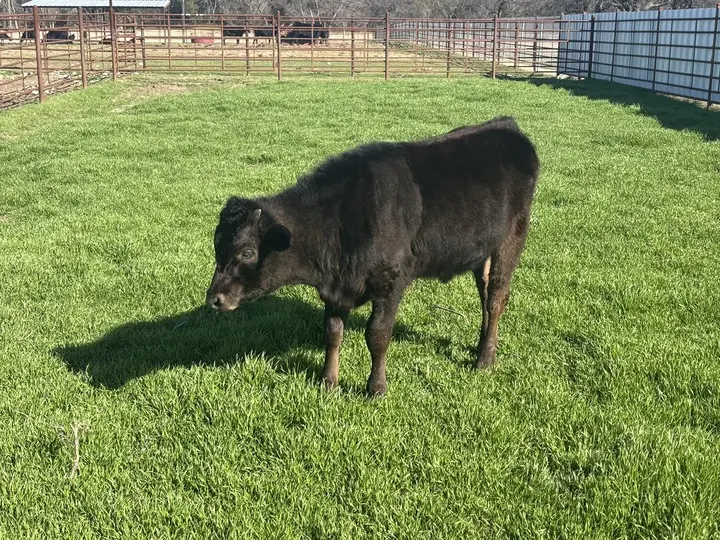 Capt America Wagyu, photo 5