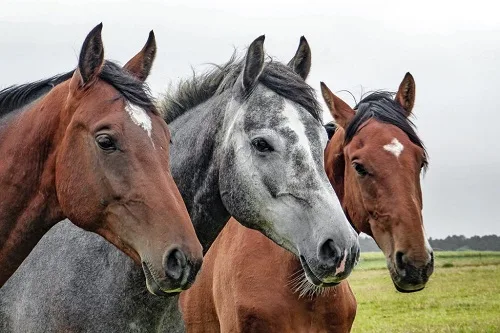 Equine Equipment