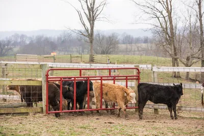 Tarter Creep Feeder Panel