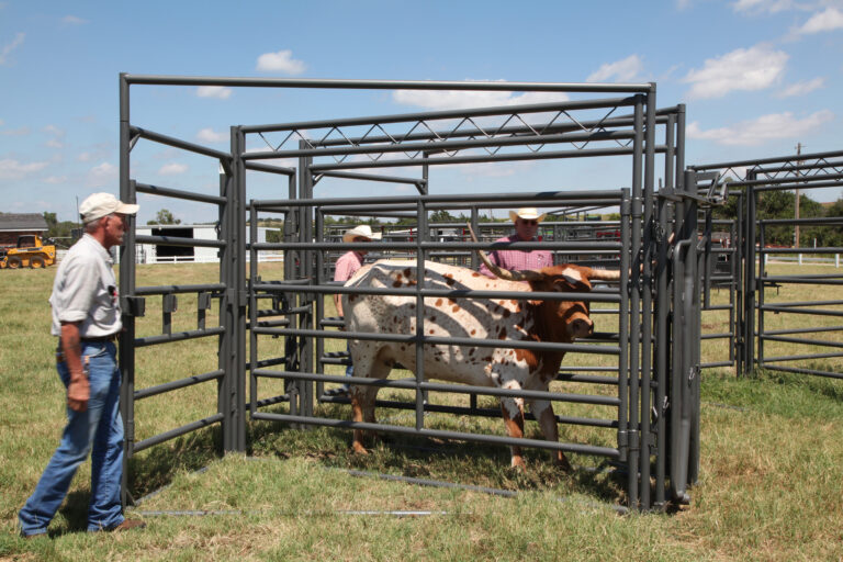WW Longhorn Chute Livestock Equipment