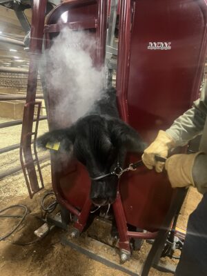 WW Bullmaster